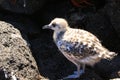 Swallow Tailed Gull chick Royalty Free Stock Photo