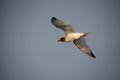 Swallow-tailed gull, Creagrus furcatus in flight Royalty Free Stock Photo