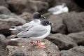 Swallow-tailed Gull in Galapagos Islands Royalty Free Stock Photo