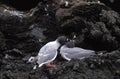 Swallow Tailed Gull, creagrus furcatus, Pair, Courtship behaviour, Galapagos Islands