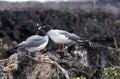 Swallow Tailed Gull, creagrus furcatus, Pair, Courtship behaviour, Galapagos Islands
