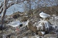 Swallow-tailed Gull Creagrus furcatus pair, North Seymour Island, Galapagos Islands