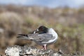 Swallow-tailed gull Creagrus furcatus preening at Genovesa Island, Galapagos Islands Royalty Free Stock Photo