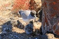 Swallow Tailed Gull feeding its chick Royalty Free Stock Photo