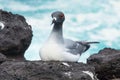 Swallow-tailed Gull, Galapagos Islands