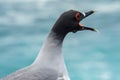 Swallow-tailed Gull, Galapagos Islands, Ecuador
