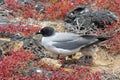 swallow-tailed-gull with its chick on Isla Plaza Sur, Galapagos, Ecuador Royalty Free Stock Photo