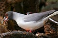 Swallow-tailed Gull (Larus furcatus) eating squid Royalty Free Stock Photo