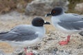 Swallow-tailed gull pair