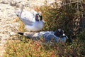 Swallow Tailed Gull pair with their nest