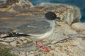 Swallow-tailed Gull in South Plaza Island