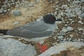 Swallow-tailed Gull in South Plaza Island