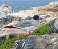 Swallow Tailed Gull