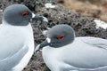 Swallow-tailed Gulls on the Galapagos Islands Royalty Free Stock Photo