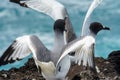 Swallow-tailed Gulls, Galapagos Islands Ecuador Royalty Free Stock Photo