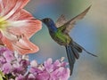 Swallow-tailed Hummingbird