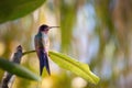 Swallow-tailed Hummingbird   Eupetomena macroura Royalty Free Stock Photo