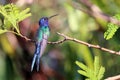 Swallow-tailed Hummingbird Eupetomena macroura perched on the foliage Royalty Free Stock Photo