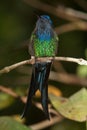 Swallow-tailed Hummingbird Royalty Free Stock Photo
