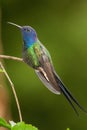 Swallow-tailed Hummingbird Royalty Free Stock Photo