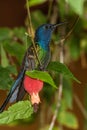 Swallow-tailed Hummingbird Royalty Free Stock Photo