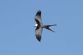 Swallow-tailed Kite