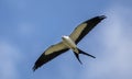 Swallow Tailed Kite bird soaring in blue sky above the Okefenokee Swamp National Wildlife Refuge in Georgia USA