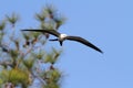 Swallow-tailed Kite