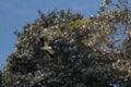 Swallow-tailed Kite - Elanoides forficatus