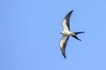 Swallow-tailed Kite In Flight