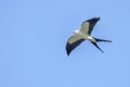 Swallow-tailed Kite Gliding Over A Blue Sky, Closeup