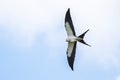 Swallow-tailed Kite Looking At Its Catch