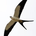 Swallow-tailed kite prey bird hunting in the skies of Costa Rica Royalty Free Stock Photo