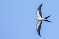 Swallow-tailed Kite Sharp Turn In Flight