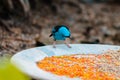 Swallow tanager eating seed set out at a feeding station