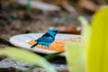 Swallow tanager perched on a feeding station