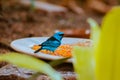 Swallow tanager seen in the Frederik Meijer gardens in Grand Rapids Michigan