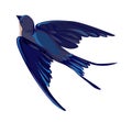 Swallow vector, vector illustration isolated bird, bird flying, bird silhouette, bird vector.