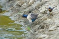 Swallow waterfront