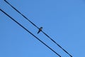 swallow on wire