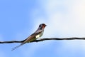 Swallow on a wire on a blue background Royalty Free Stock Photo