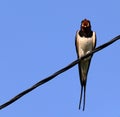 Swallow on a wire on a blue background Royalty Free Stock Photo