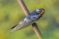 Swallow on wire fence, looking front