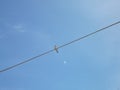 Swallow on a wire Royalty Free Stock Photo