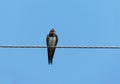 swallow on a wire.  Singing swallow. Singing bird. Royalty Free Stock Photo