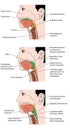 The swallowing mechanism