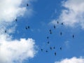 Swallows Royalty Free Stock Photo