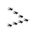 Swallows birds icon isolated on white background Royalty Free Stock Photo