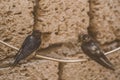 Swallows birds sits on a wire against the background of a brick shell, animals and wildlife, close-up