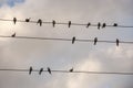 The swallows birds are sitting on the electric wires on the background with bright blue sky